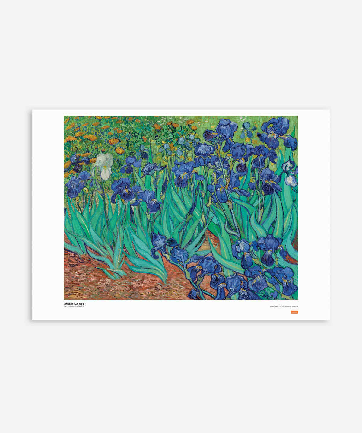 Vincent Van Gogh - Irises Poster