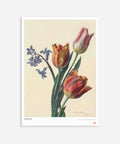 Charles de Haspe - Three Tulips and a Sprig of Hyacinth Poster