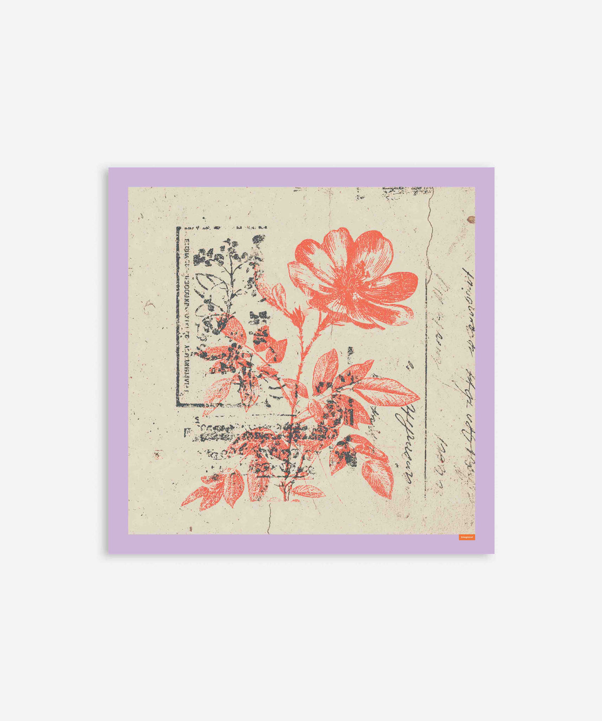 Vintage Red Flower Botanical Etching Poster