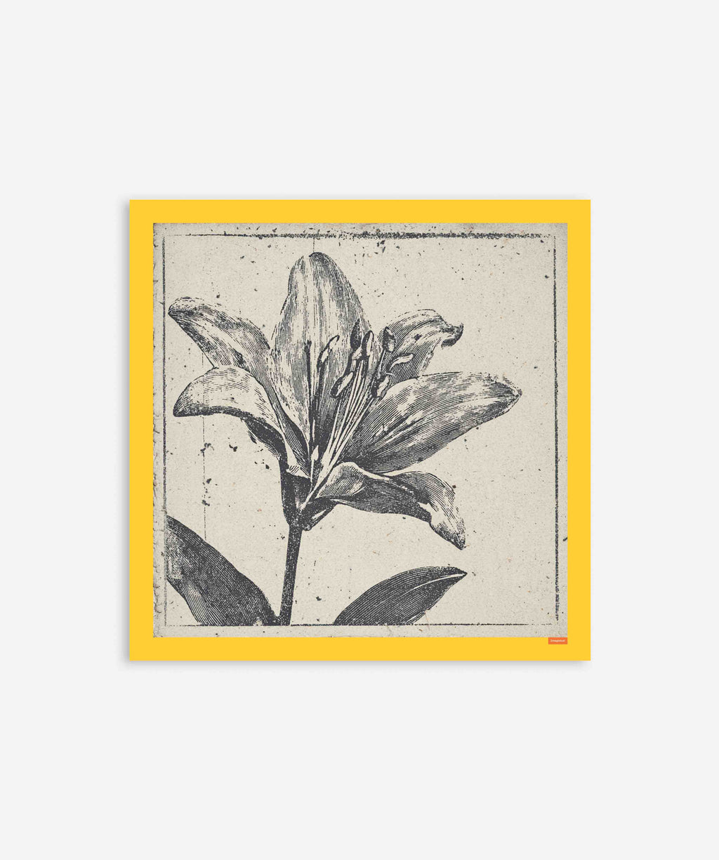 Vintage Black Lily Botanical Etching Poster