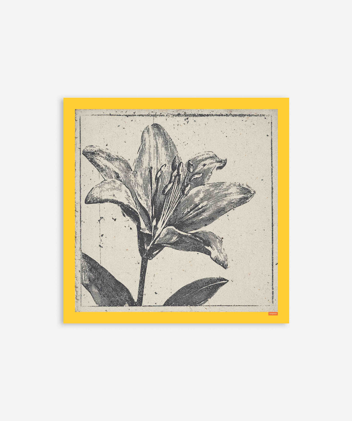 Vintage Black Lily Botanical Etching Poster